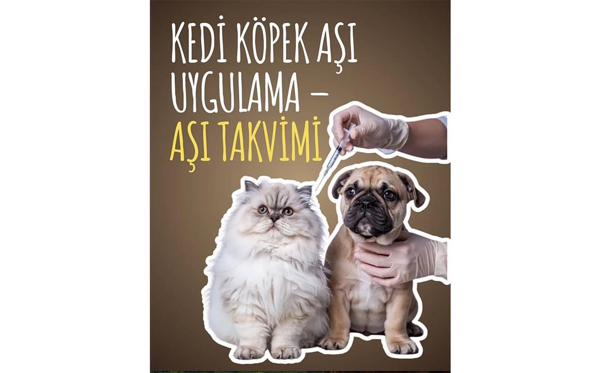 Kedi Köpek Aşı Uygulama – Aşı Takvimi